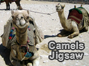 Camels Jigsaw