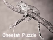 Cheetah Puzzle