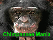 Chimpanzee Mania