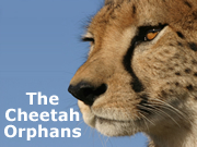 The Cheetah Orphans