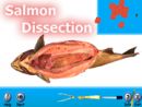 Salmon Dissection