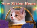 New Kitten Home