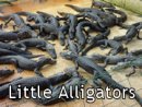 Little Alligators