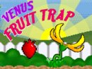 Venus Fruit Trap