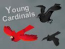 Young Cardinals