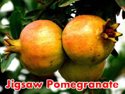 Jigsaw Pomegranate
