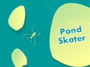 Pond Skater